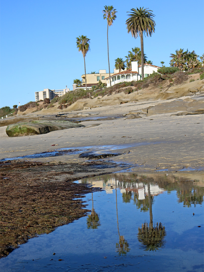 Palm tree reflections