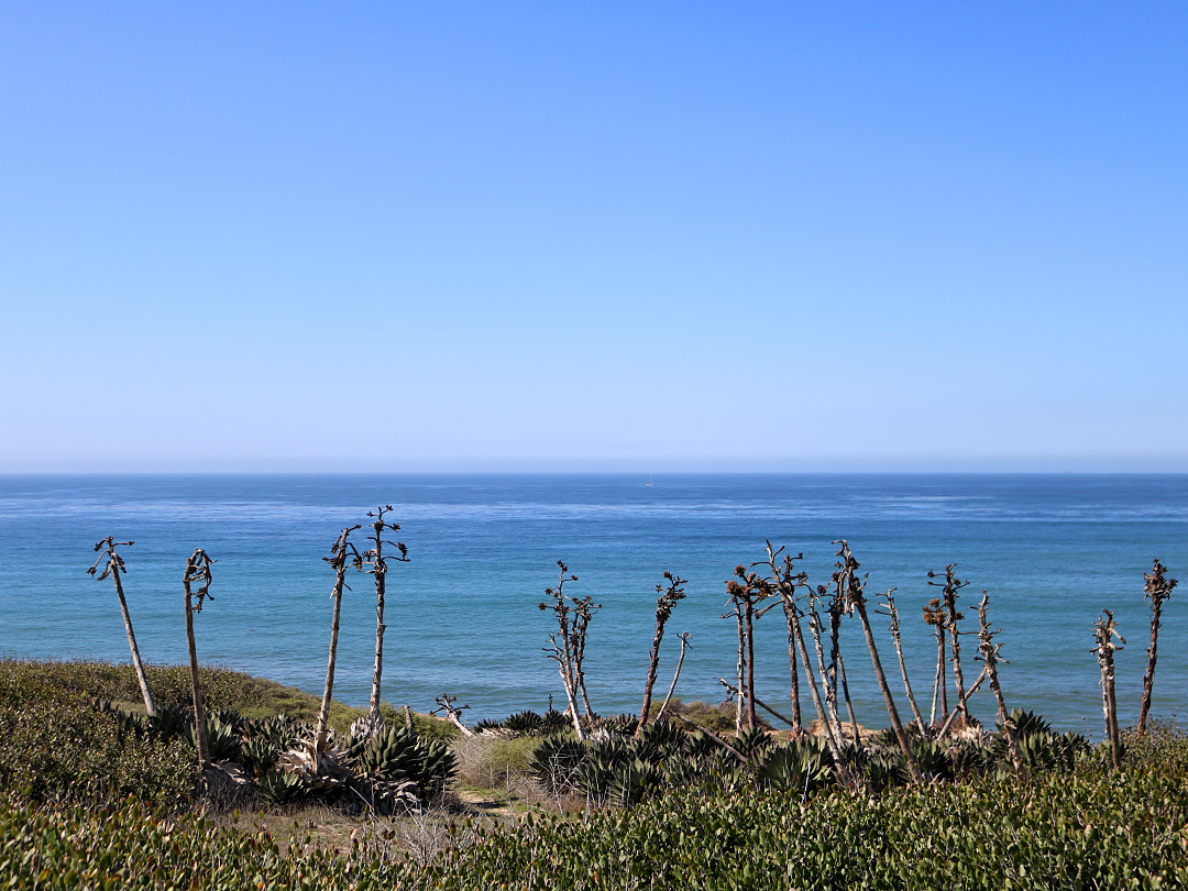 Coastal agave