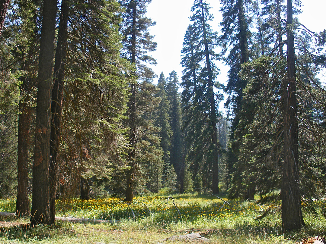 Meadow along the trail