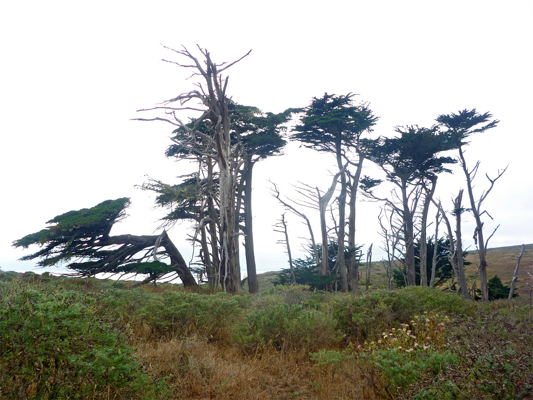cypress trees tomales point reyes california seashore trail national