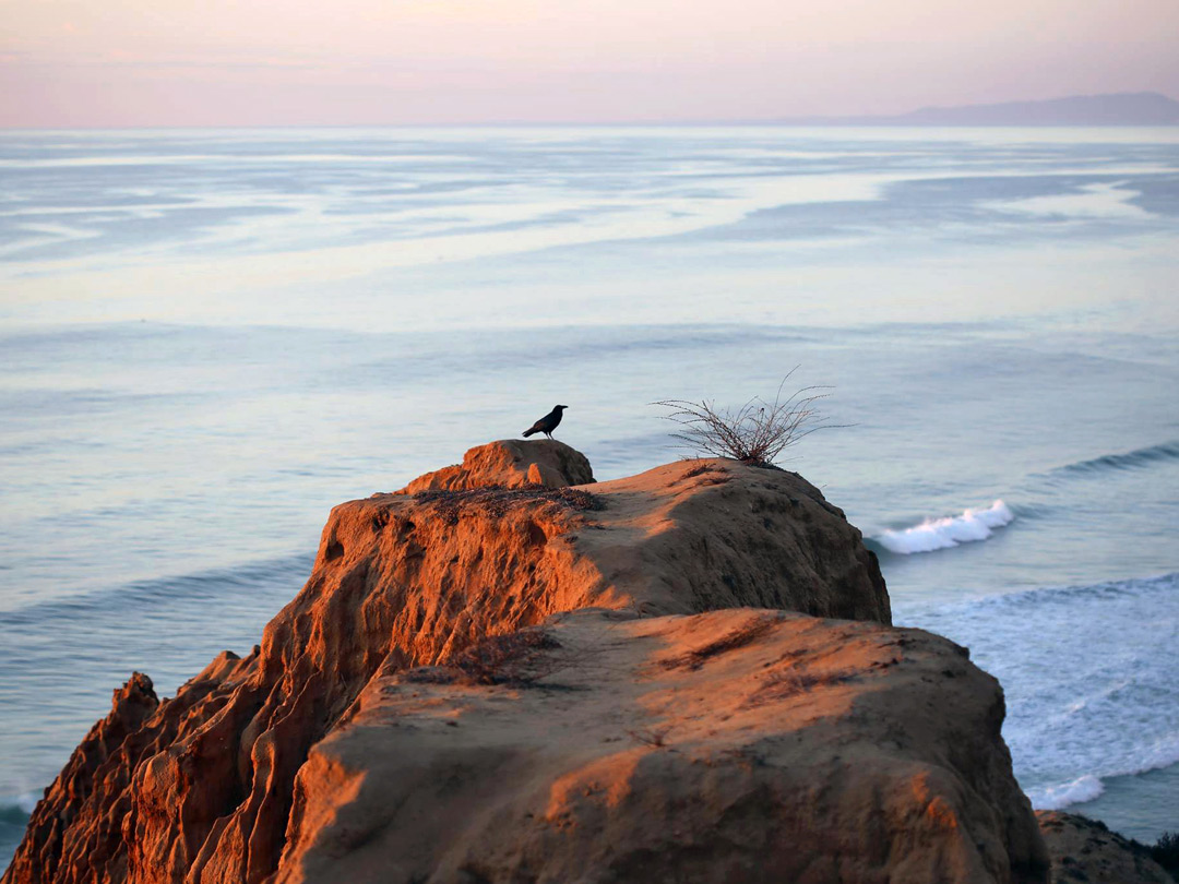 Bird on a bluff