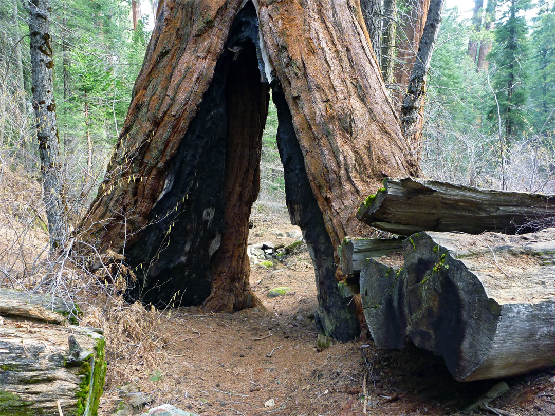 Hollow tree