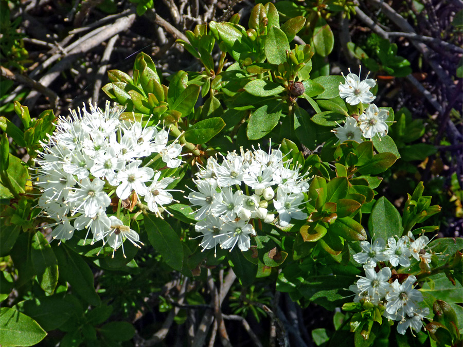 White flowers