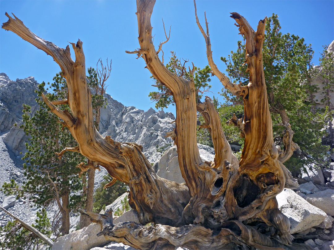 Dead tree branches