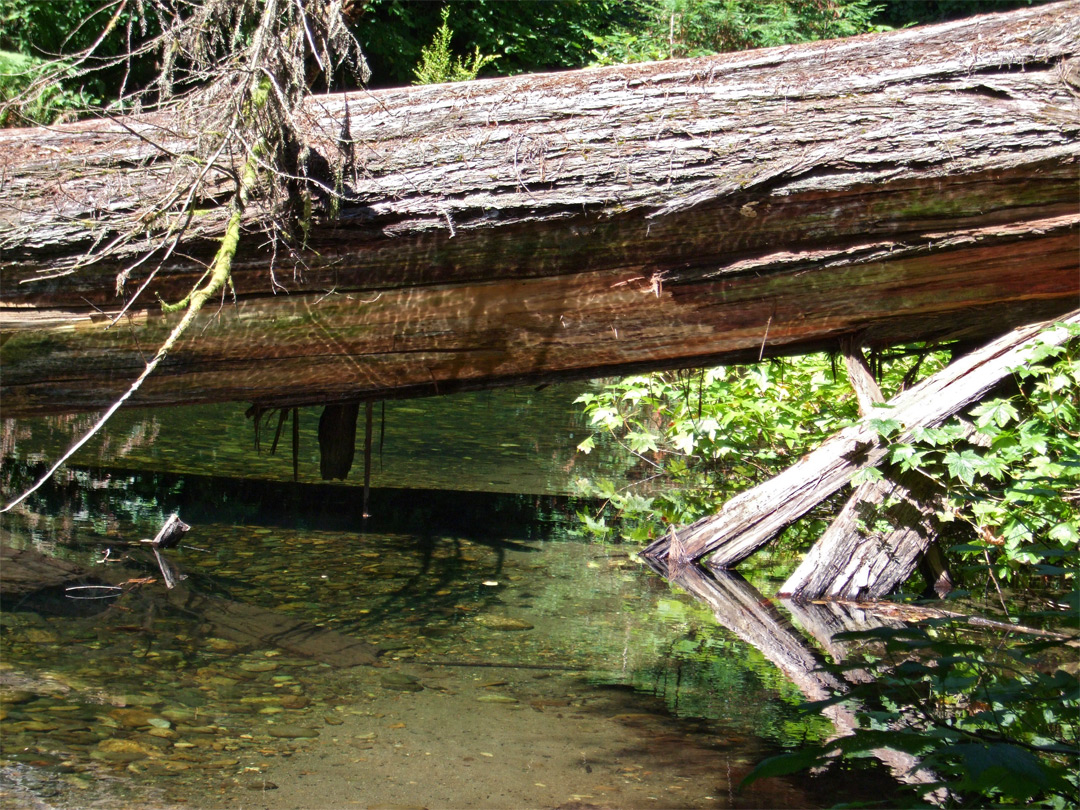 Tree across Prairie Creek