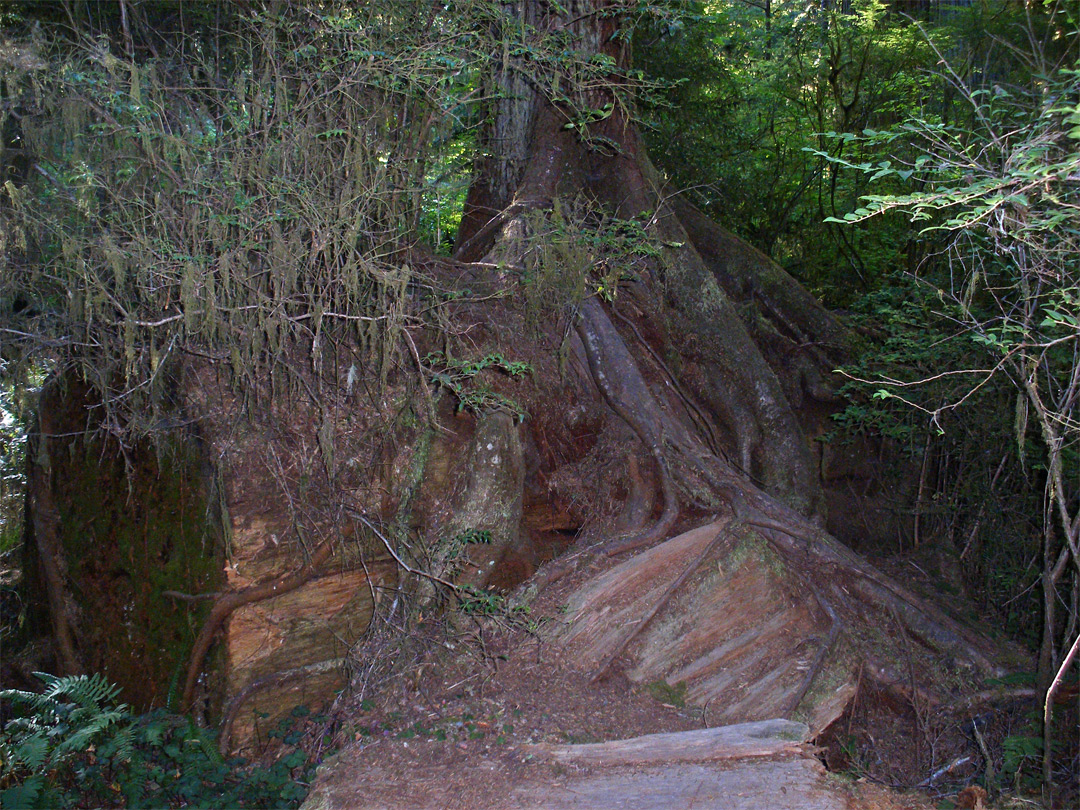Tree growing on a redwood log