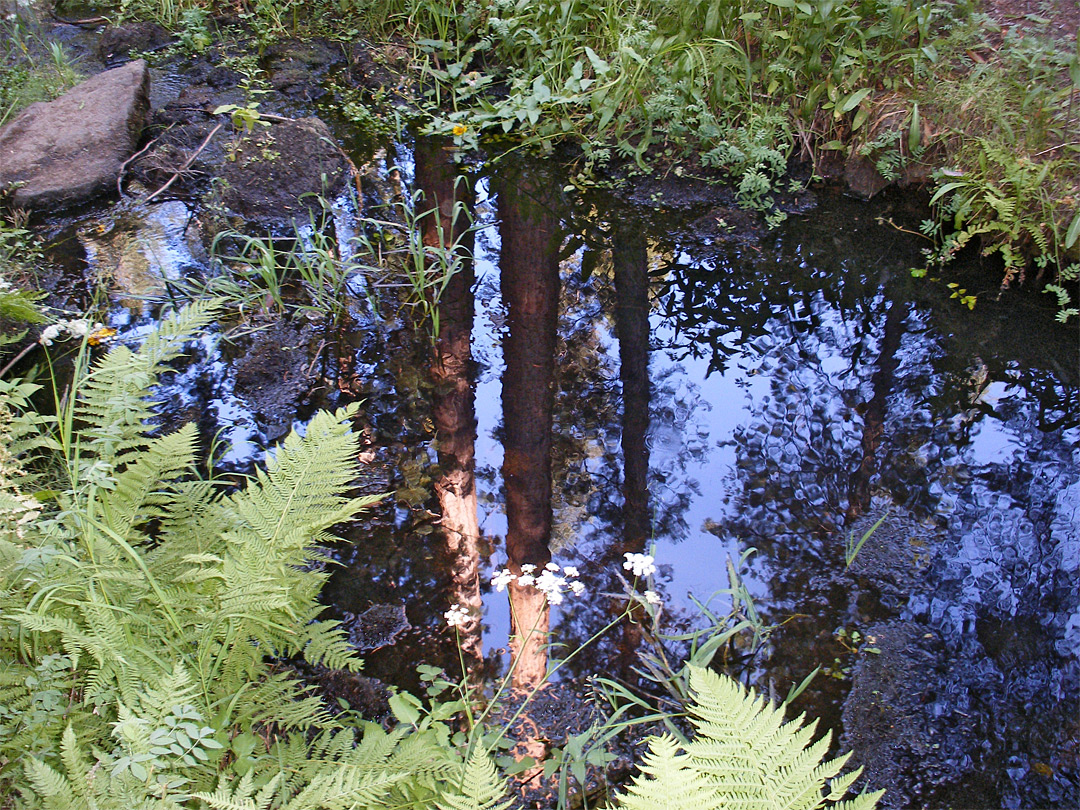 Reflections on Crescent Creek