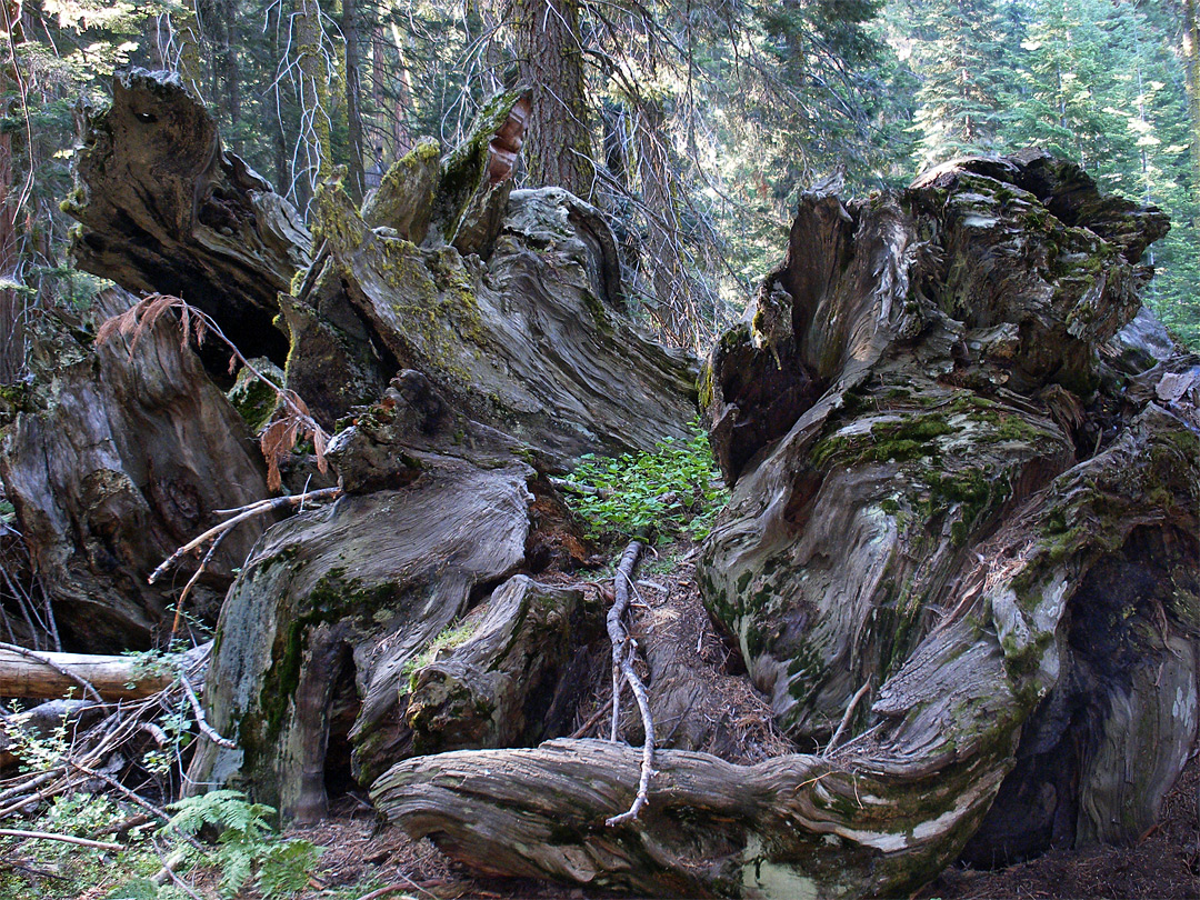 Sequoia roots