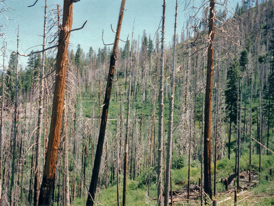 Burnt trees along Glacier Point Road