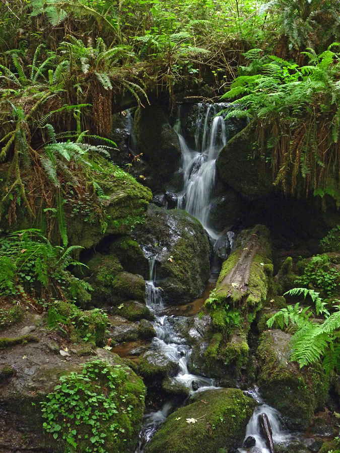 Moss and ferns