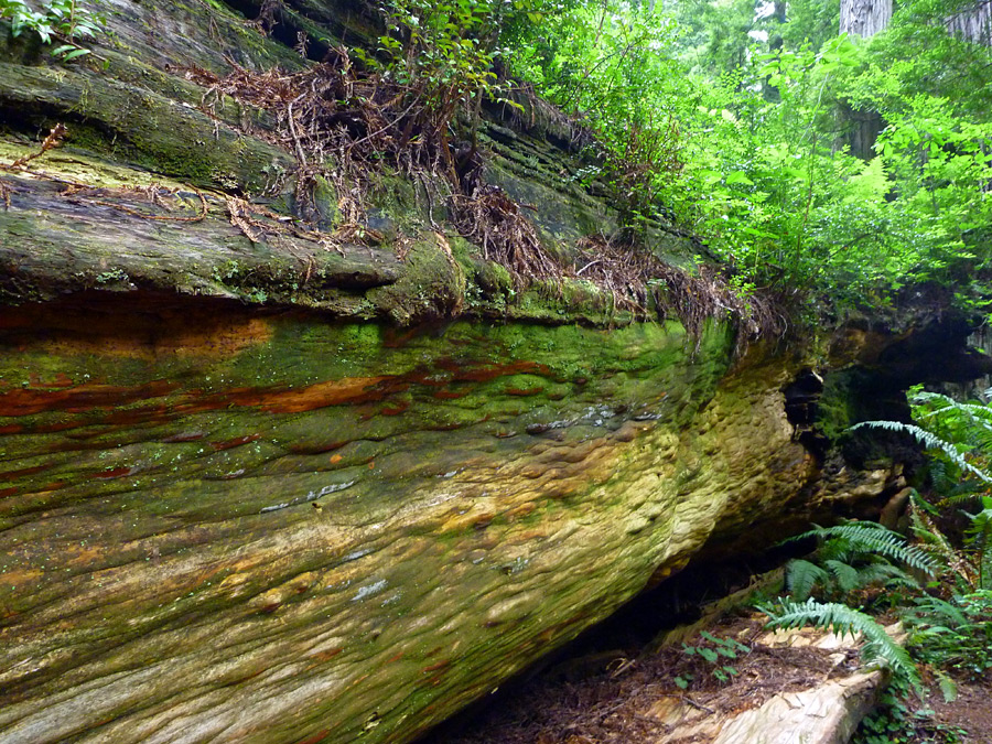 Fallen trunk