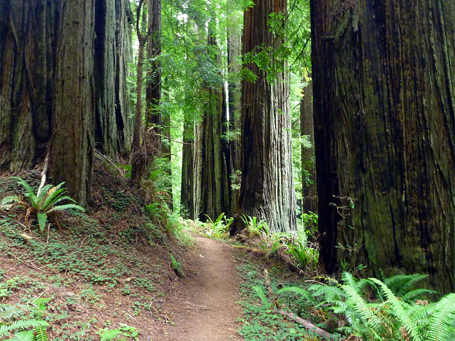 Path through the forest