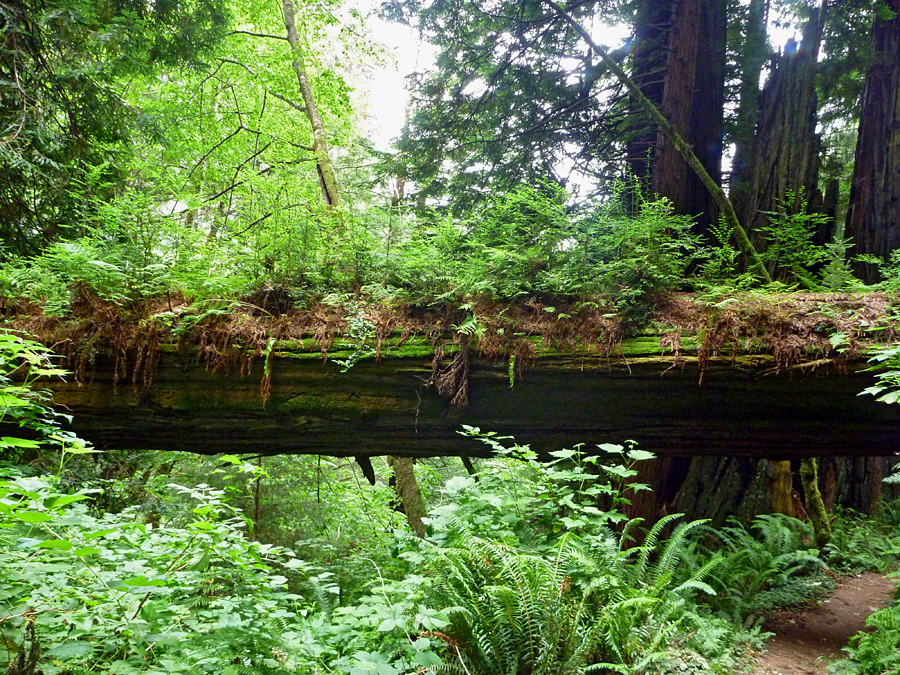 Tree bridge