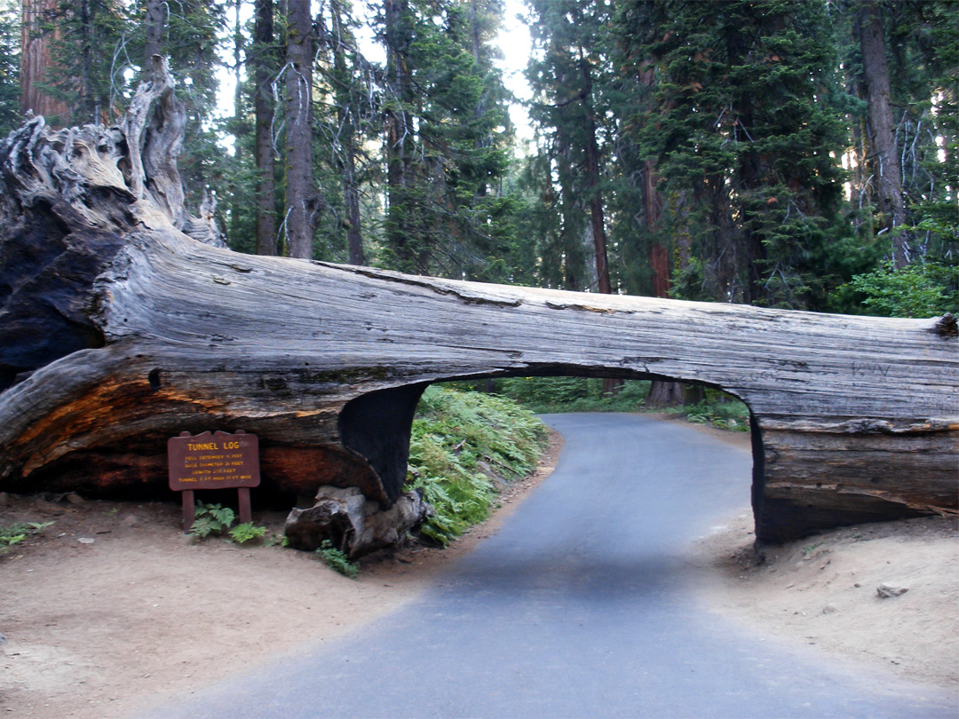 Tunnel Log