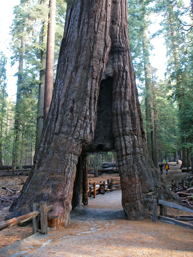 California Tunnel Tree Mariposa Grove Yosemite National Park