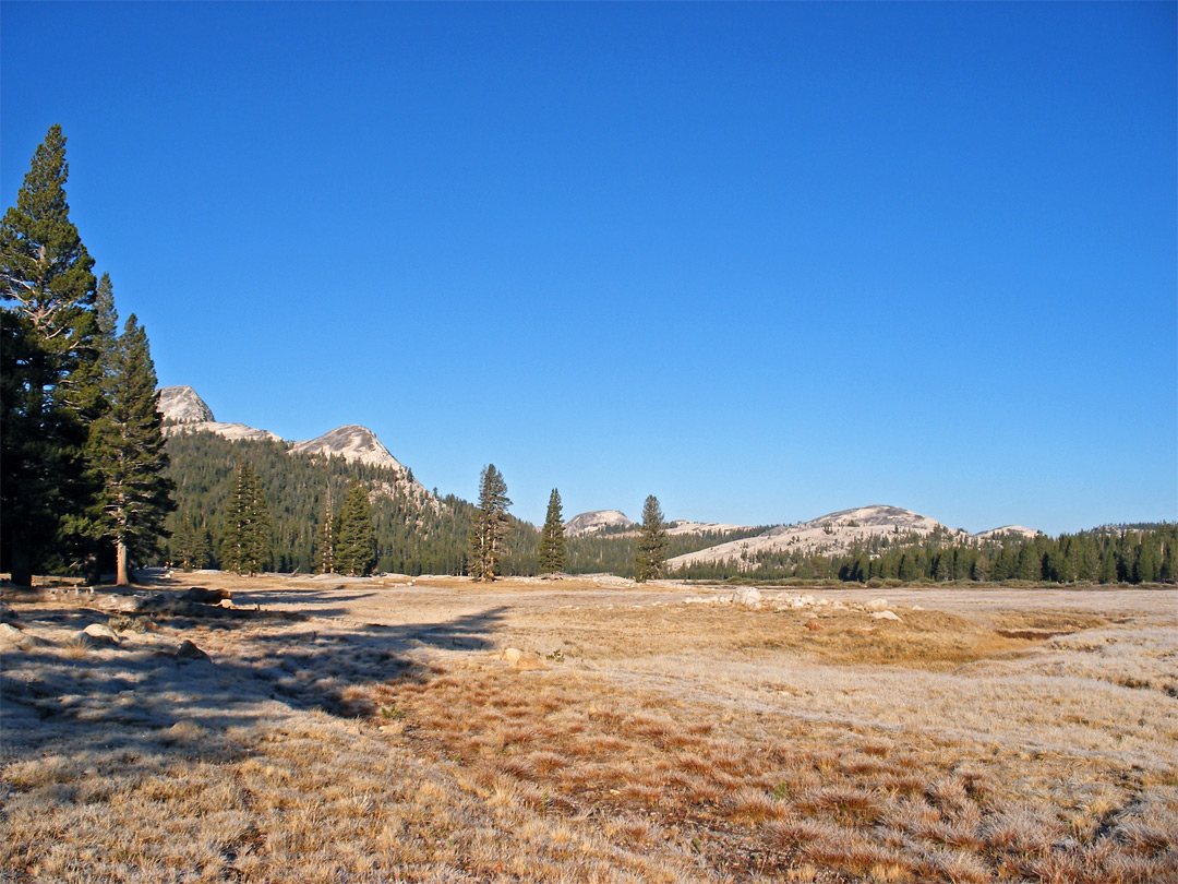 Grassland at Tuolumne