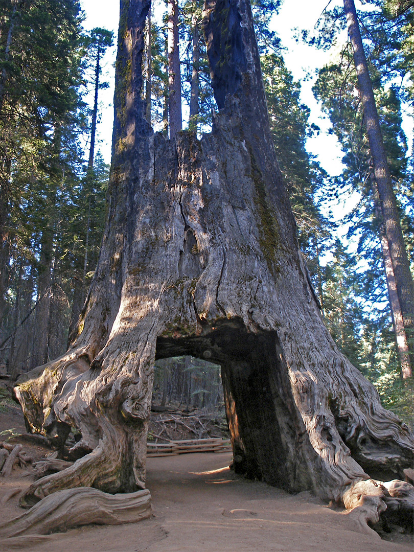 Old drive through sequoia