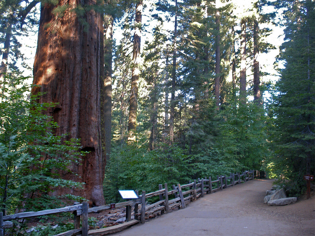 Trail through the grove