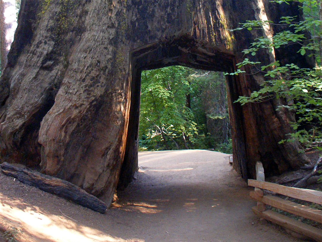 Hollow sequoia tree