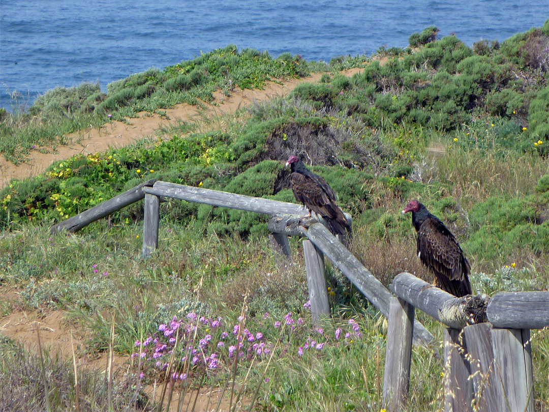 Turkey vultures