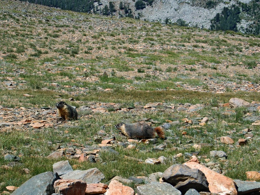 Two marmots