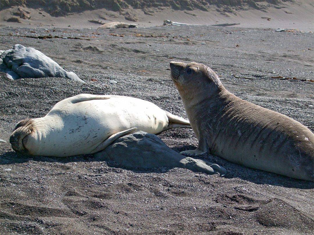 Two elephant seals