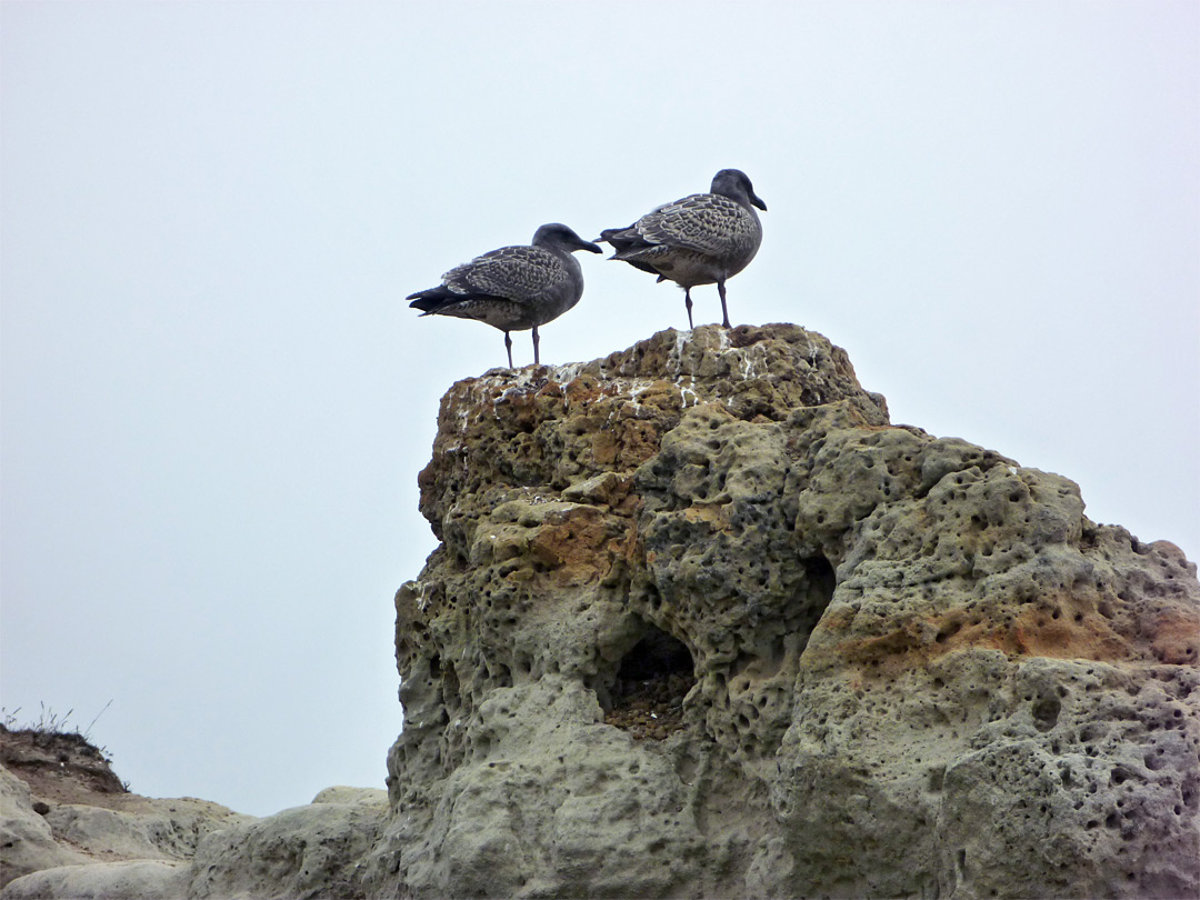 Two seagulls
