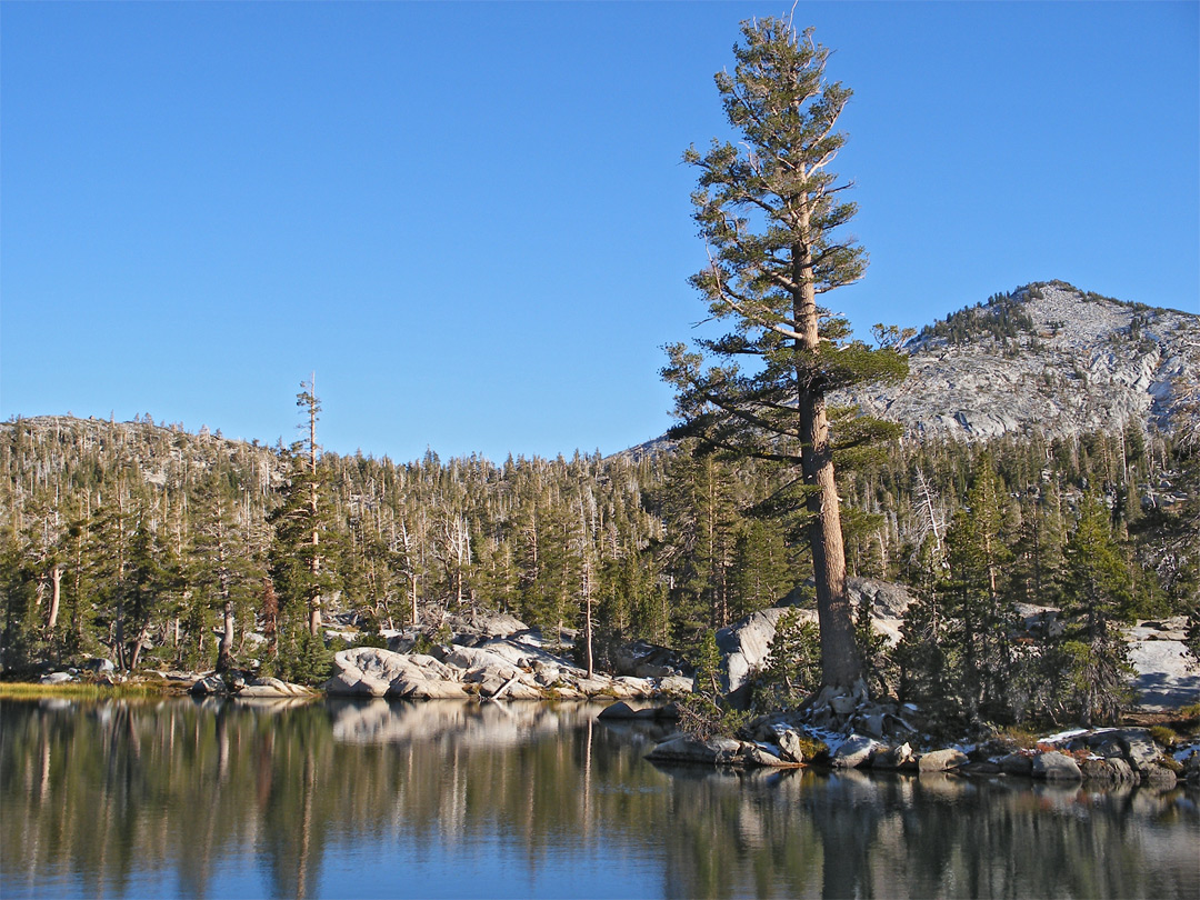 Lakeside pine tree