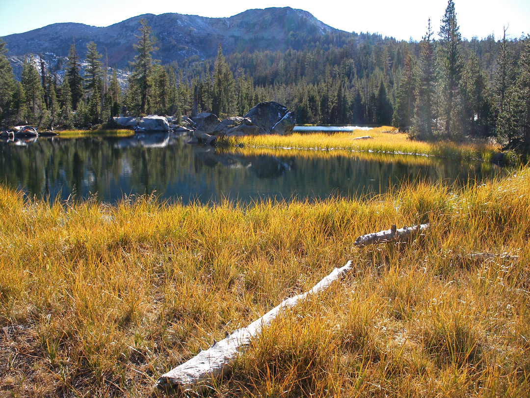 Yellow grass