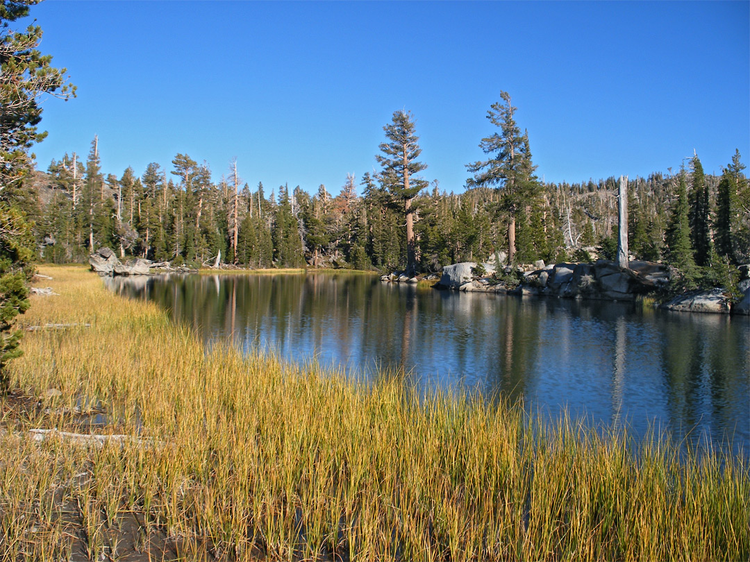 Marshy shoreline