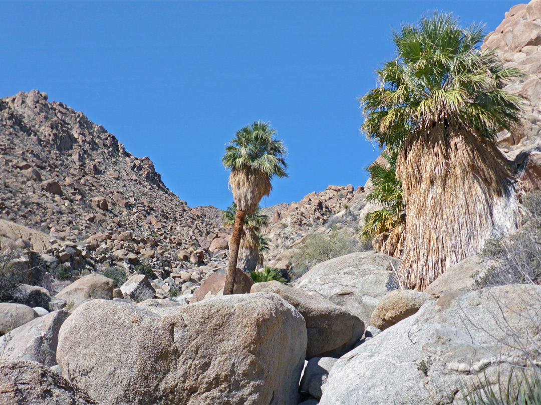 Victory Palms