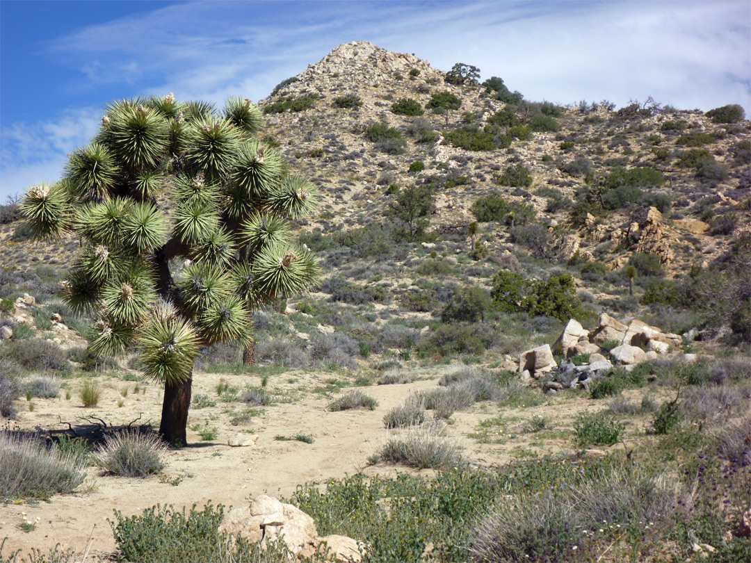 Large Joshua tree