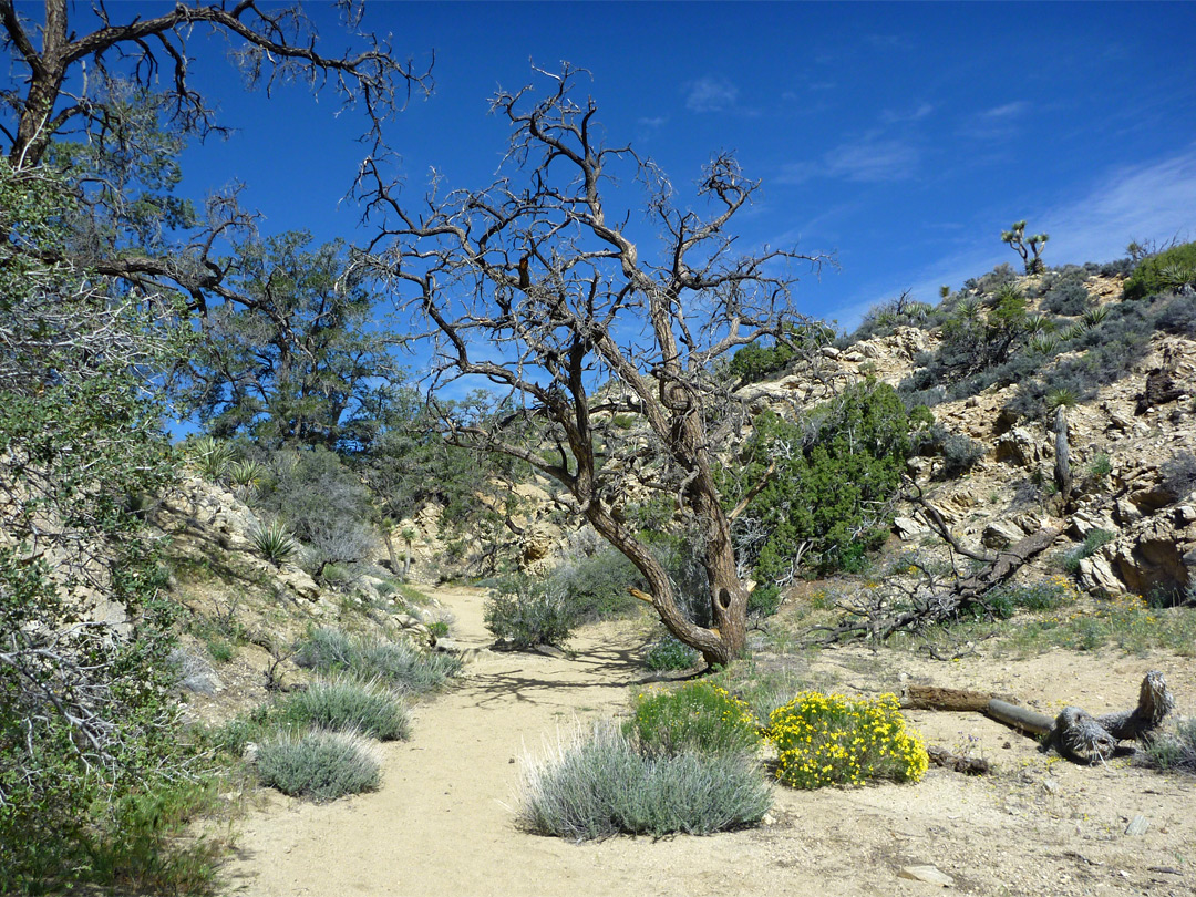 Sandy streamway