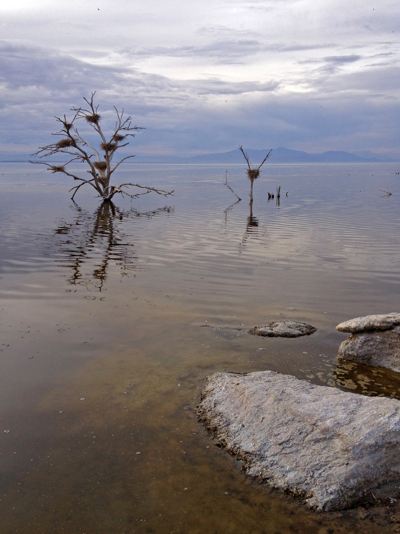 Trees in the water