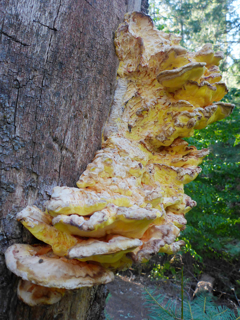 Conifer chicken of the woods