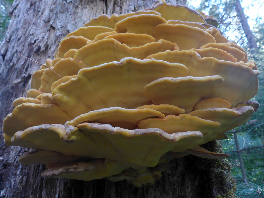 Laetiporus conifericola