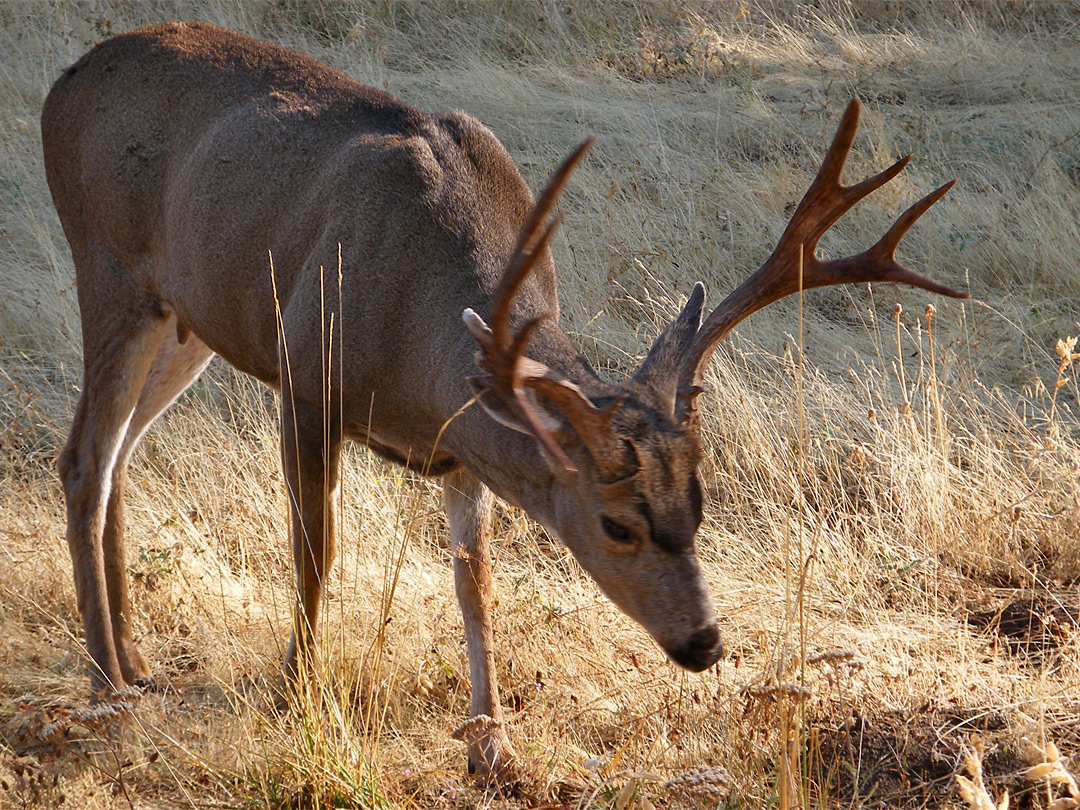 Deer at Wawona Hotel