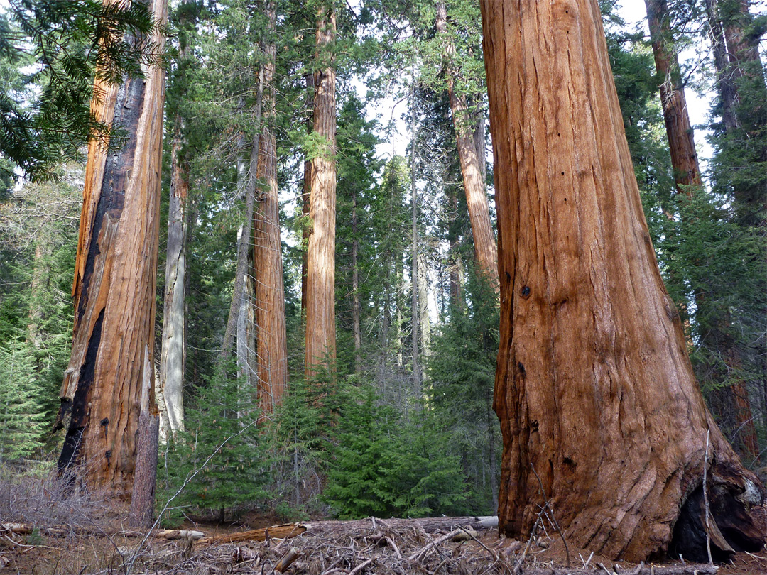 Trees in Wheel Meadow Grove