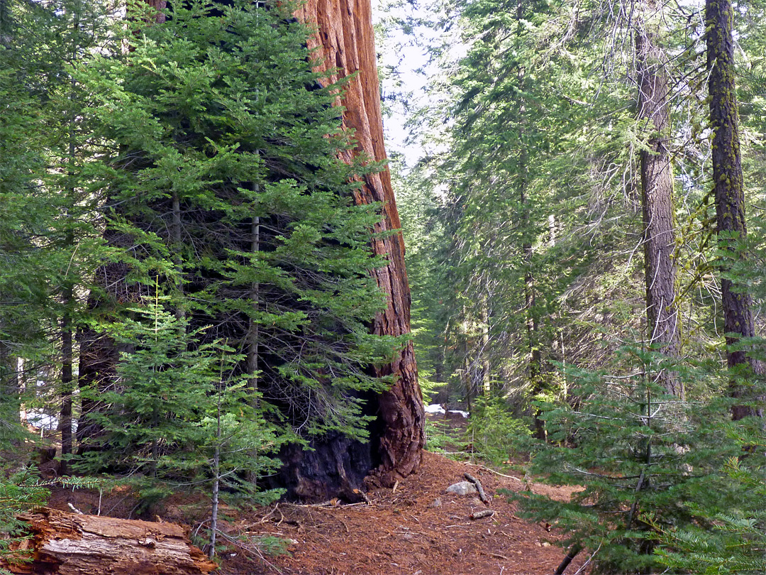 Partially burnt sequoia