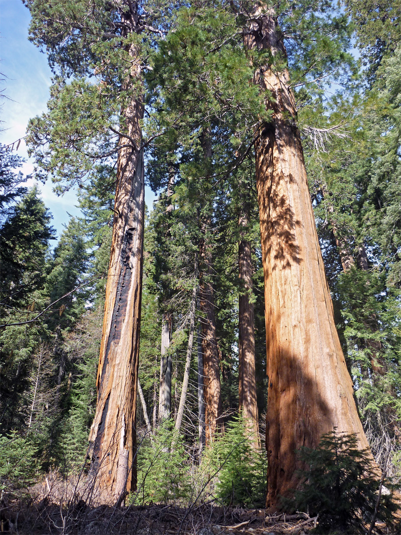 Sun on sequoia trunk