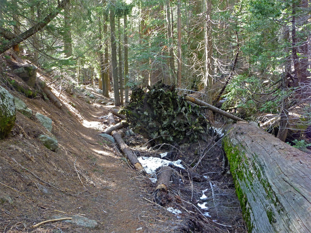 Fallen trees beside the path