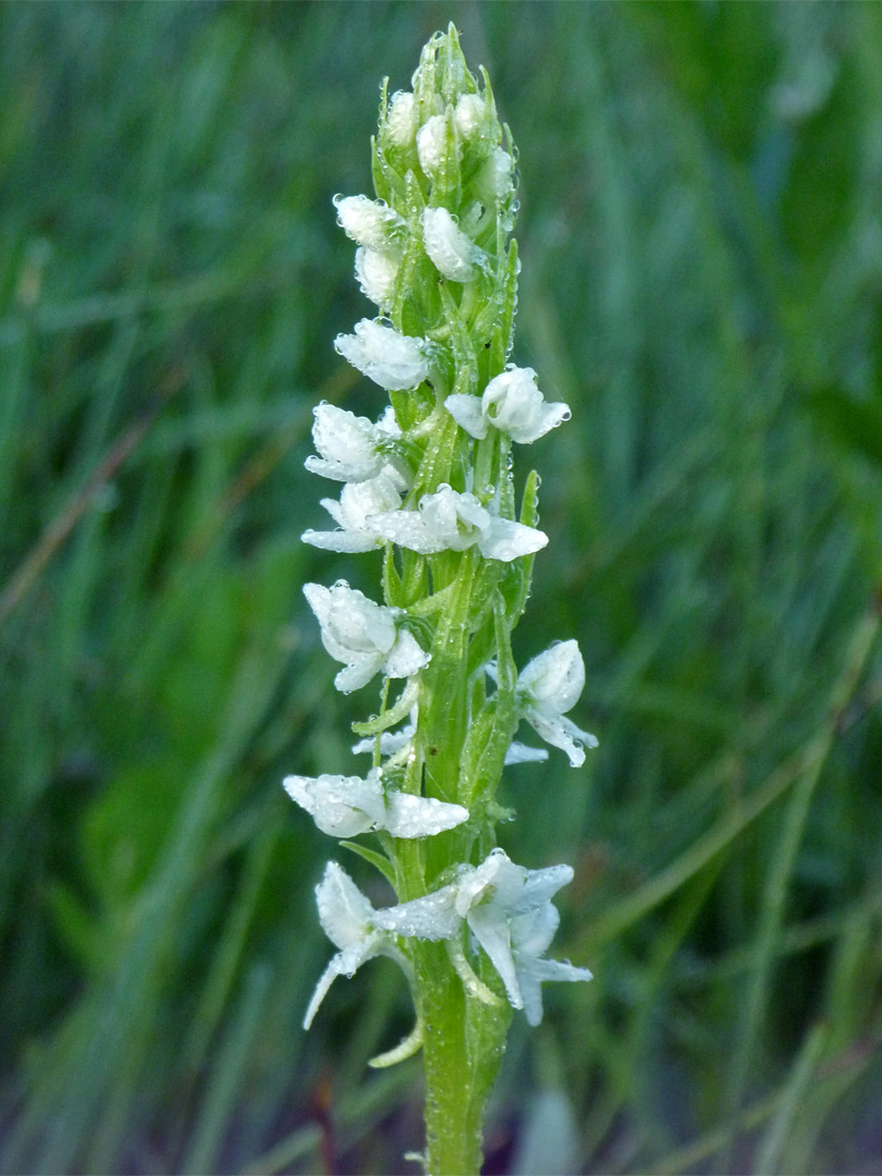 Flower stalk