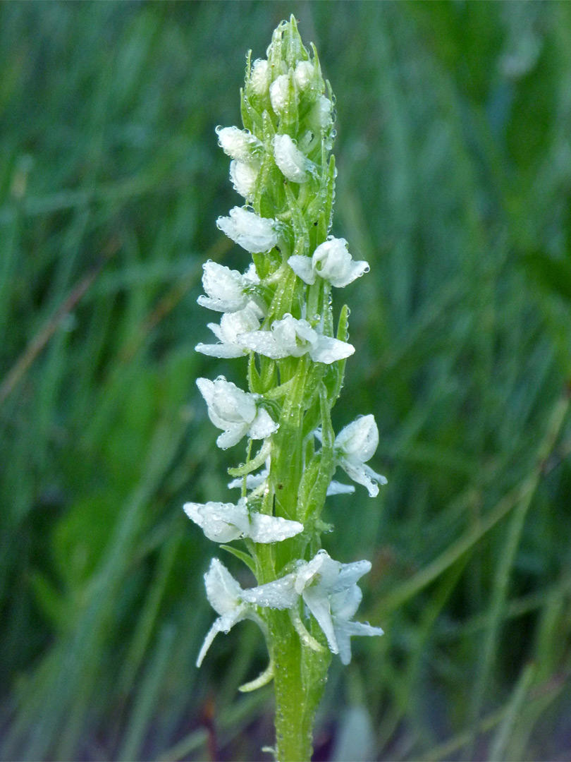 White bog orchid