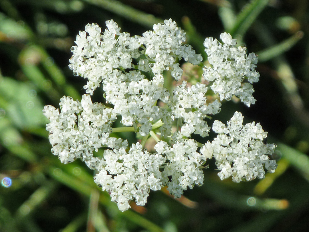 Delicate white flowers