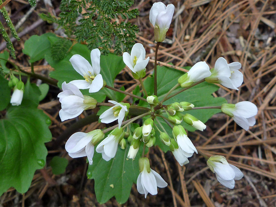 Cluster of white flowers