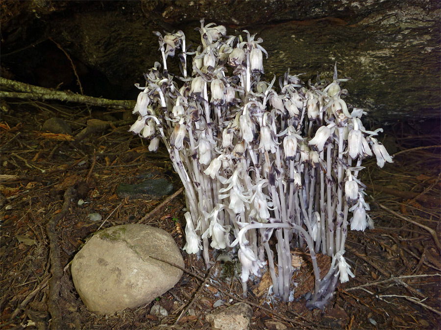 Strange white flowers