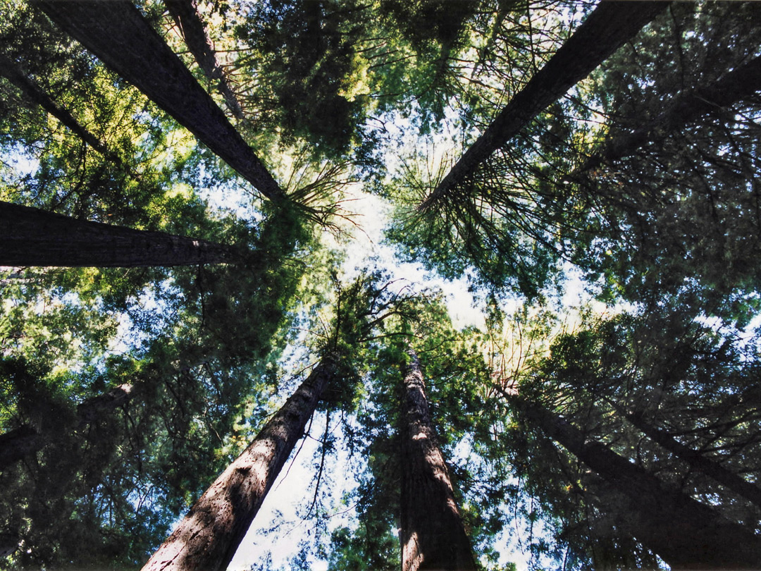 Trees near Williams Grove