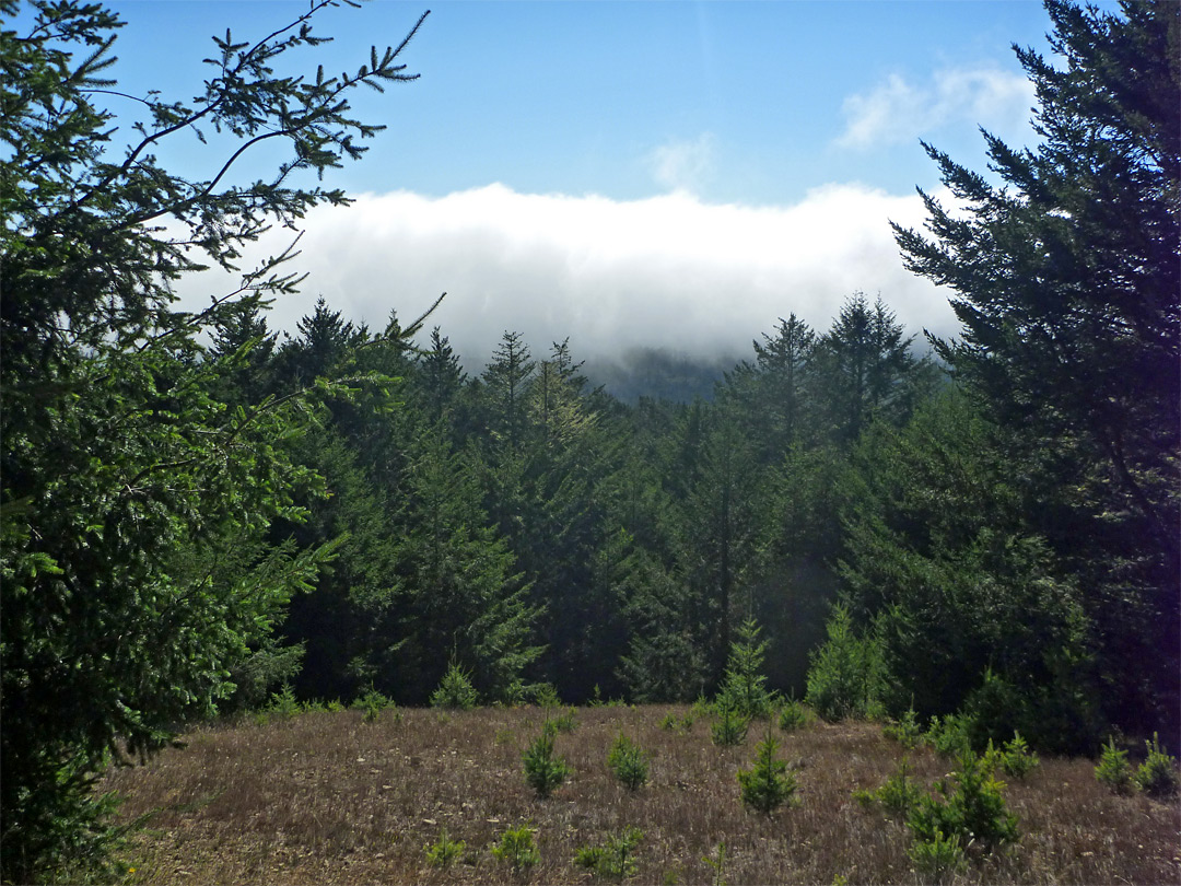 Clearing in the forest