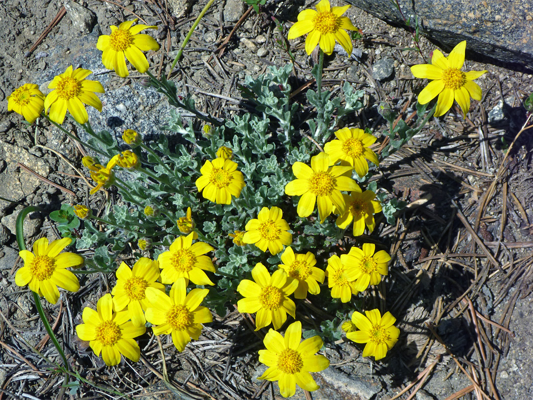 Bright yellow flowers