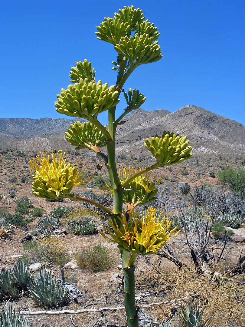 Yellow flowers